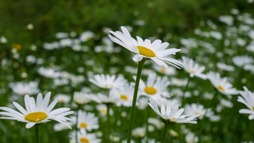 瑟瑟网站免费观看：探索瑟瑟背后的故事与文化意义