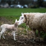 深入解析HVH的含义及其在不同领域的应用 96s3l29ou