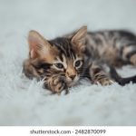 深入解析XSS网站的安全隐患与防护措施 9u24d