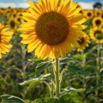 琉璃神社官网 漫画:探索神秘世界的奇幻冒险之旅 ft7v007g