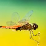 瑟瑟屋:探索奇幻漫画世界的奇妙旅程 ido9p74