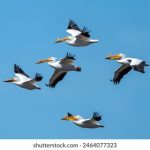 王者荣耀本子长安之乱:英雄们的命运交织与历史重演 k1x6ps