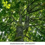 禁欲部全集在线观看:探索欲望与禁忌的边界 3j730msy2