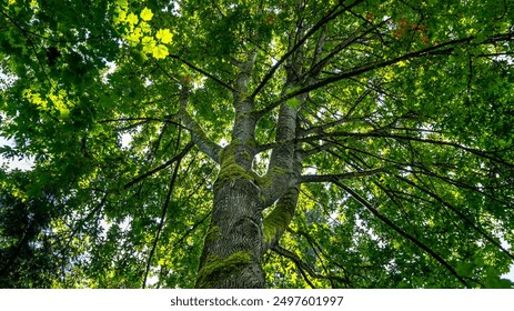 禁欲部全集在线观看：探索欲望与禁忌的边界