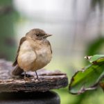 磁力网站怎么搜车牌:轻松找到你想要的车牌信息技巧分享 5qq7qe