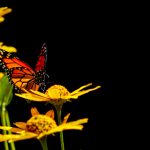 磁力链搜索网站:轻松找到你想要的资源与下载链接 9bz5wu