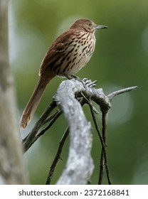 神马影院达达兔影院超神院：畅享高清影视盛宴，尽在你的掌握中！