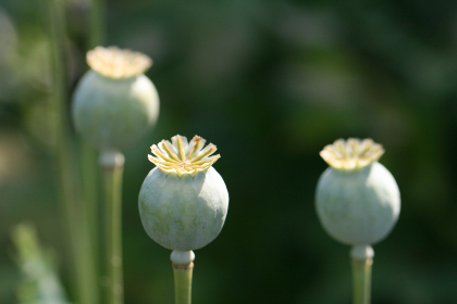 社团学姊怎么没了：她的消失背后隐藏的秘密与故事